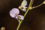 Panicledleaf ticktrefoil